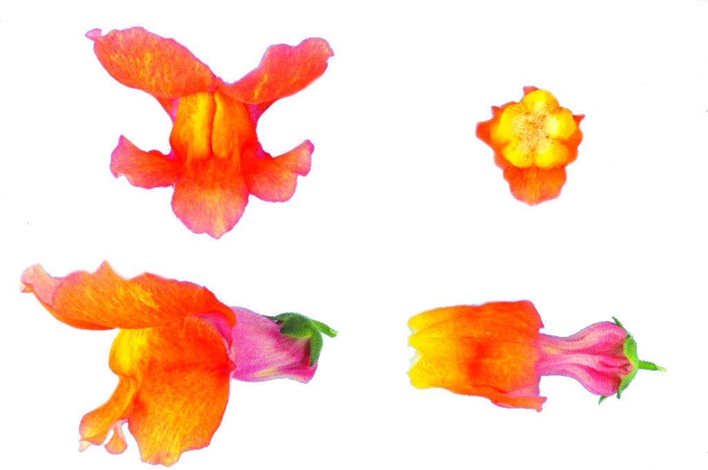 201108p52_f1.jpg