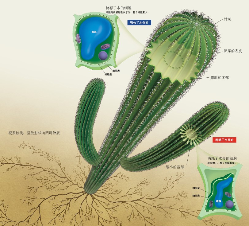 20131223大量存水的仙人掌.jpg