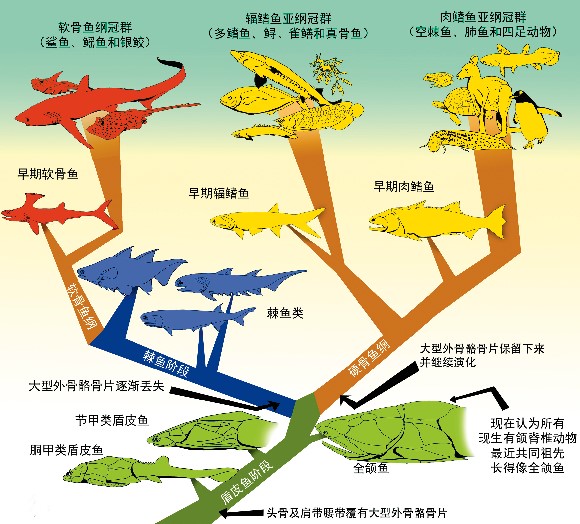 20131204全颌鱼重绘脊椎动物演化图谱_f2.jpg