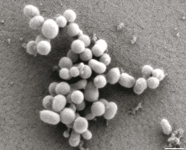 201102p22_f2.jpg
