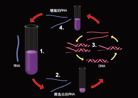 201102p30_f2.jpg