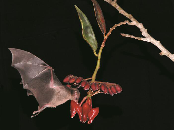 201104p48_f2.jpg