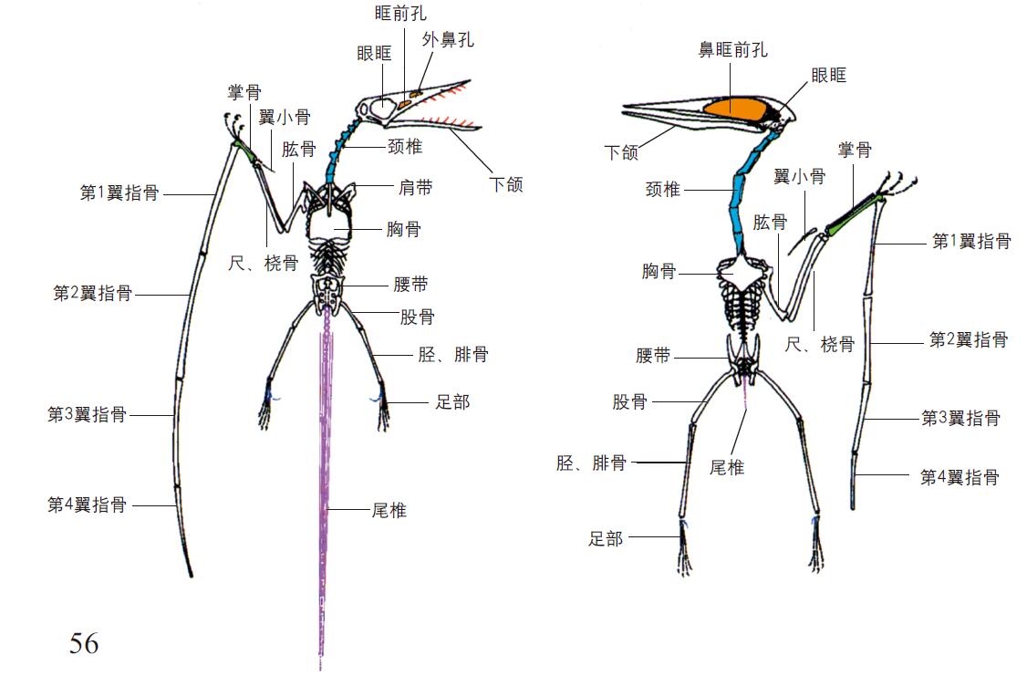 201104p56_f1.jpg