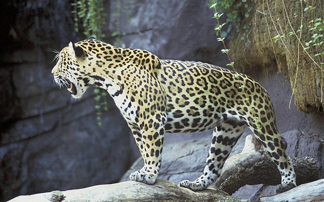 640px-Jaguar_animal_panthera_onca.jpg