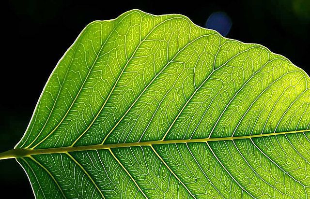 640px-Leaf_1_web.jpg