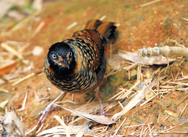 201109p51_f1.jpg