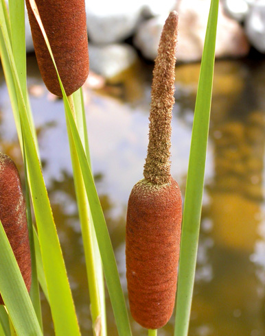 201109p88_f1.jpg