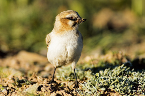201110p58_f3.jpg