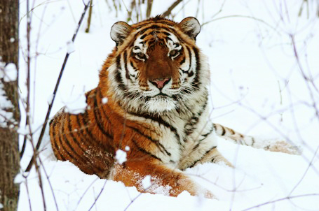 20100204东北虎何时重归故里f1.jpg