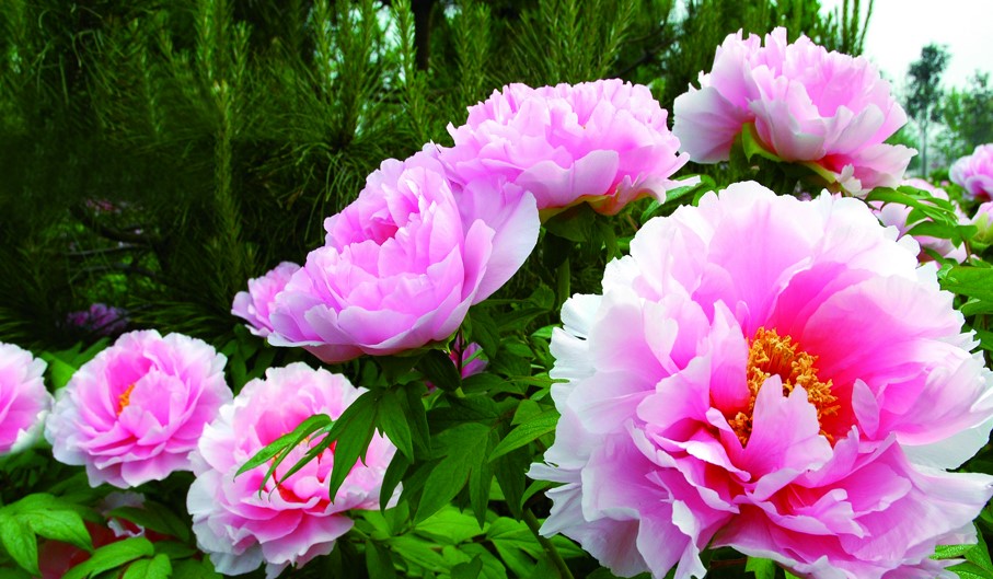 20100412惟有牡丹真国色.jpg