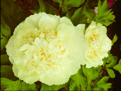 20100418洛阳牡丹甲天下f1.jpg