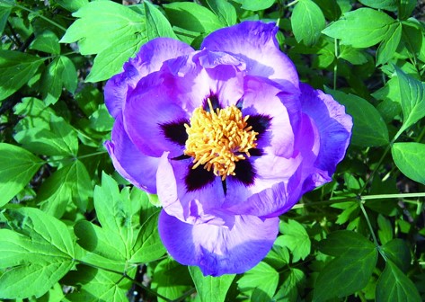 20100442“南山”之上觅牡丹.jpg