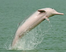 20100504游历白海豚之乡.jpg