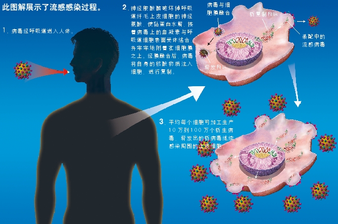 流感感染过程.jpg