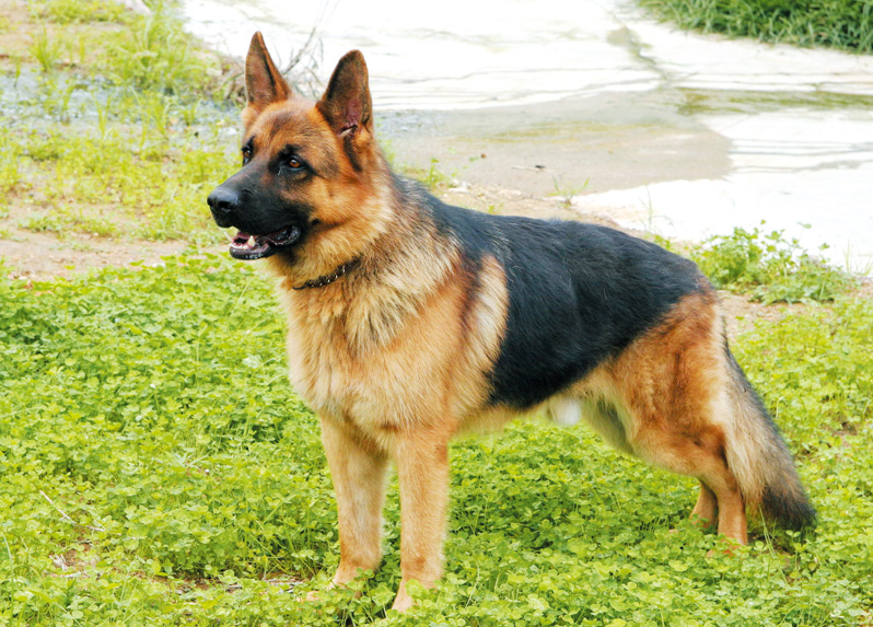 201112p52_f4.jpg